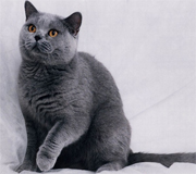 gatto razza Blu di Russia